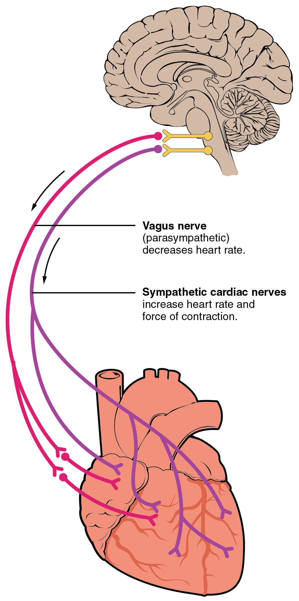 Vagus Nerve